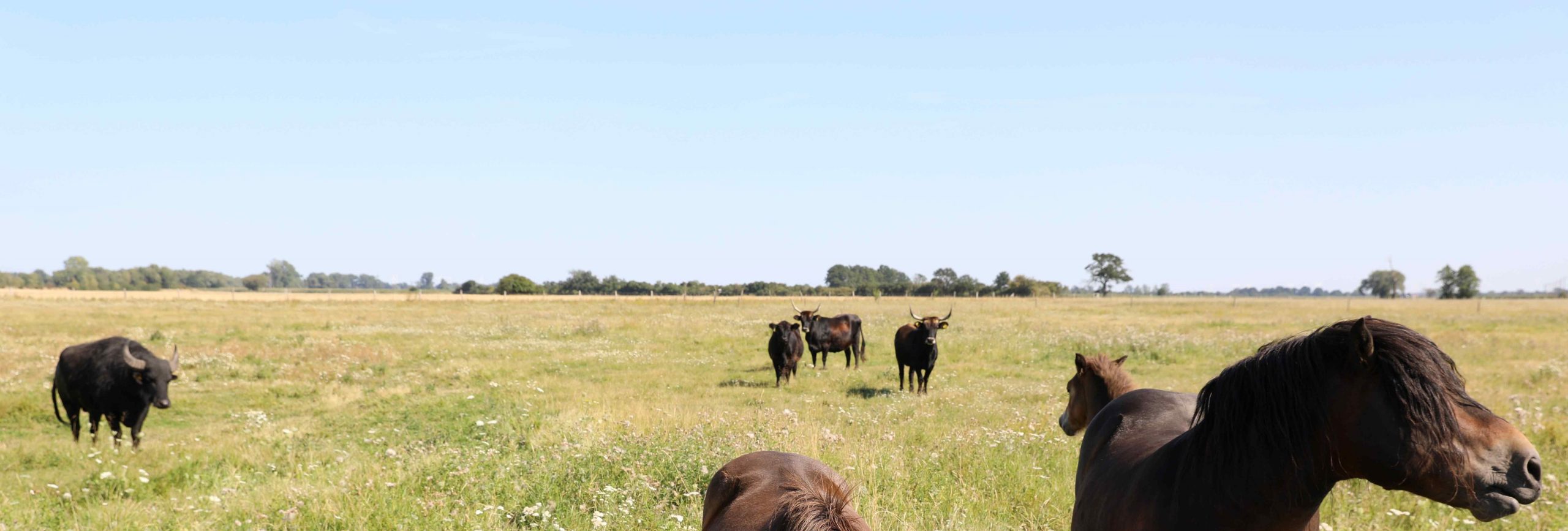 Bisons und Pferde auf einer großen Weide